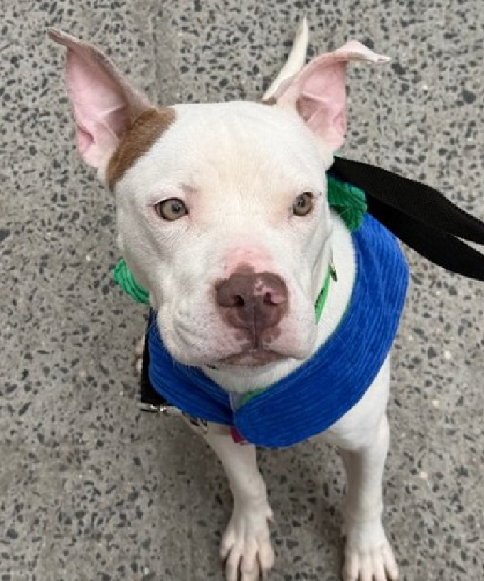 NMBewitched's tweet photo. I guess it is #WhiteDog day for me

Frozen🧊, who is anything but
I would have named him cloud🌤️

What a gentle, sweet little guy😍😇🥰

2 movies: https://t.co/AkAoPAzo3J 

https://t.co/Jli9dWOwb5

#AdoptMe 
https://t.co/avBM4eWvz9 https://t.co/6tIsDBSq1c