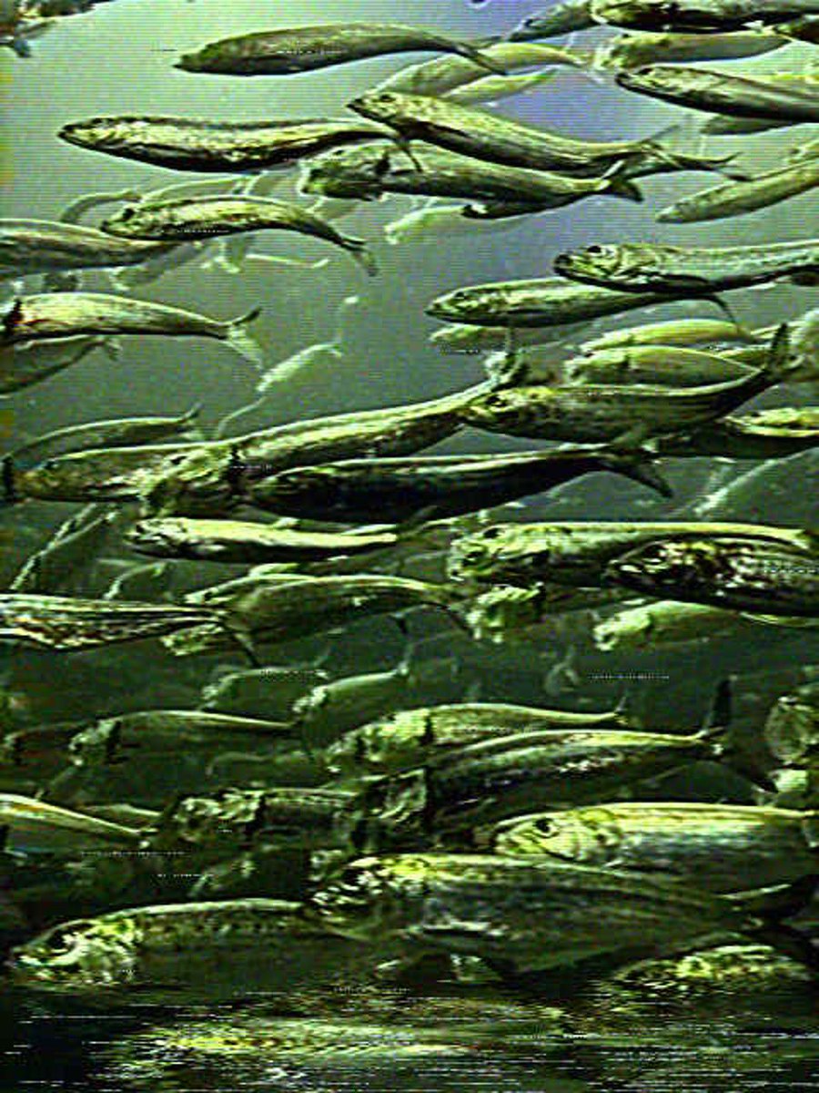 べりる tweet media