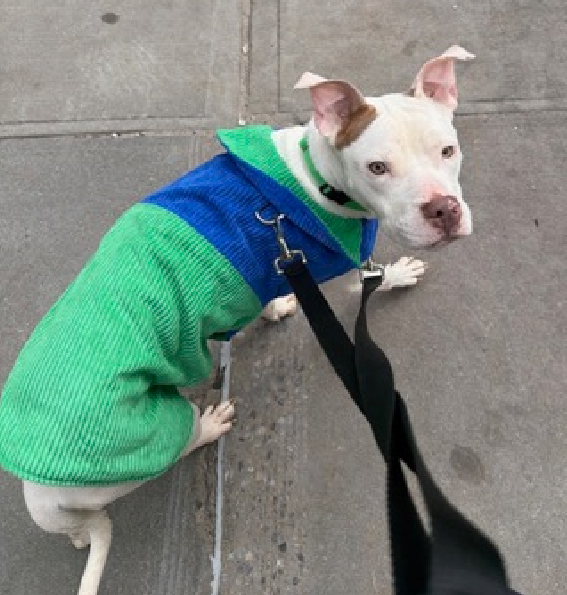 NMBewitched's tweet photo. I guess it is #WhiteDog day for me

Frozen🧊, who is anything but
I would have named him cloud🌤️

What a gentle, sweet little guy😍😇🥰

2 movies: https://t.co/AkAoPAzo3J 

https://t.co/Jli9dWOwb5

#AdoptMe 
https://t.co/avBM4eWvz9 https://t.co/6tIsDBSq1c