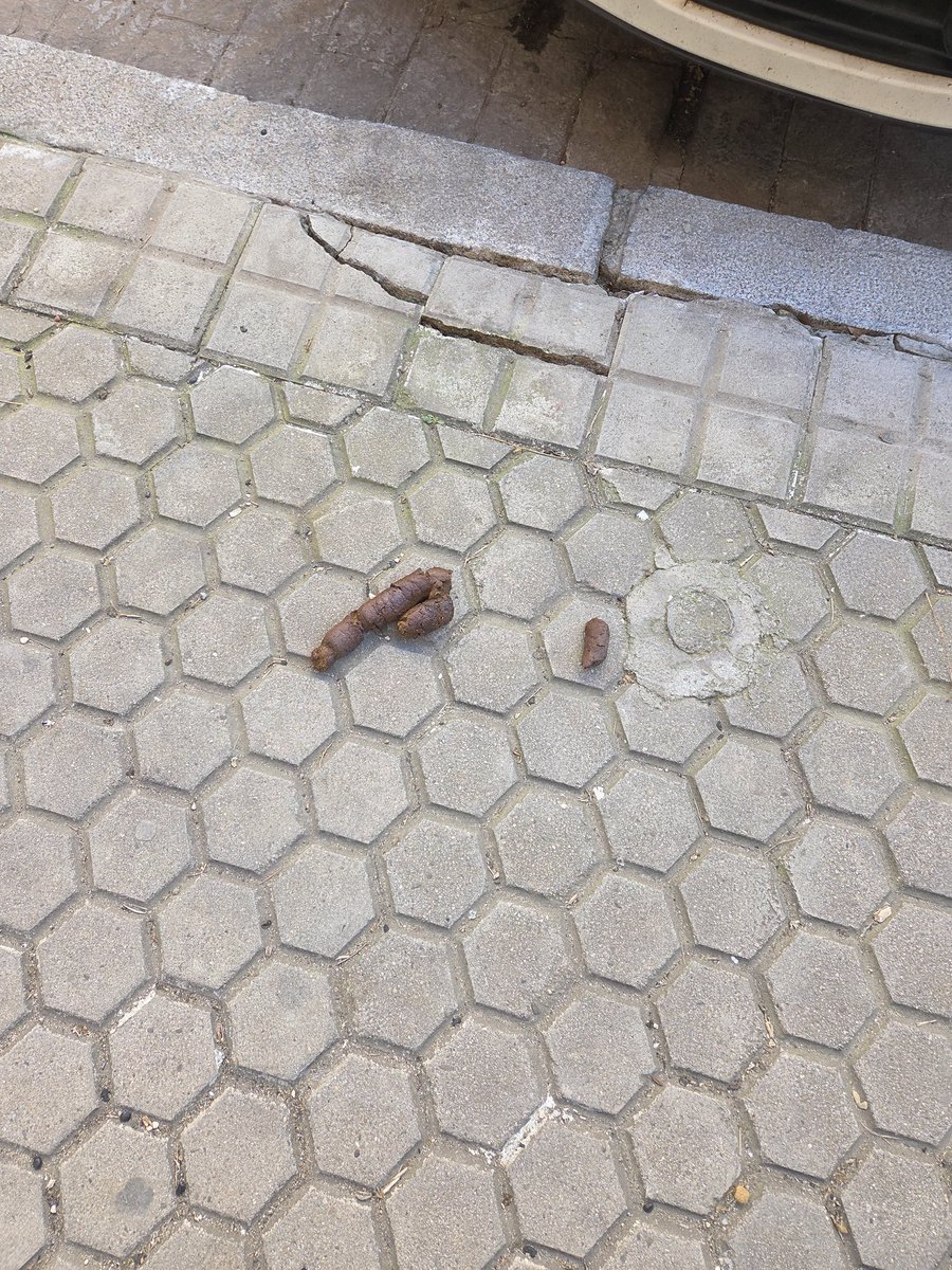 Lander_6's tweet photo. @PoliciaLSevilla @Ayto_Sevilla @LipasamSevilla esto es a diario en el barrio de los Bermejales. Es insoportable! ¿Cuál podría ser la solución? https://t.co/lrsntjs9HN