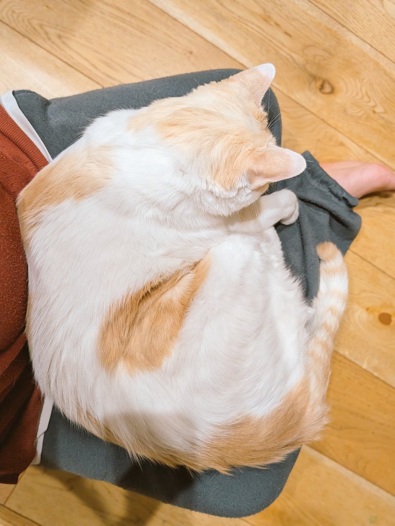 🍜なみ🍜春コミ不在でした😭 tweet media