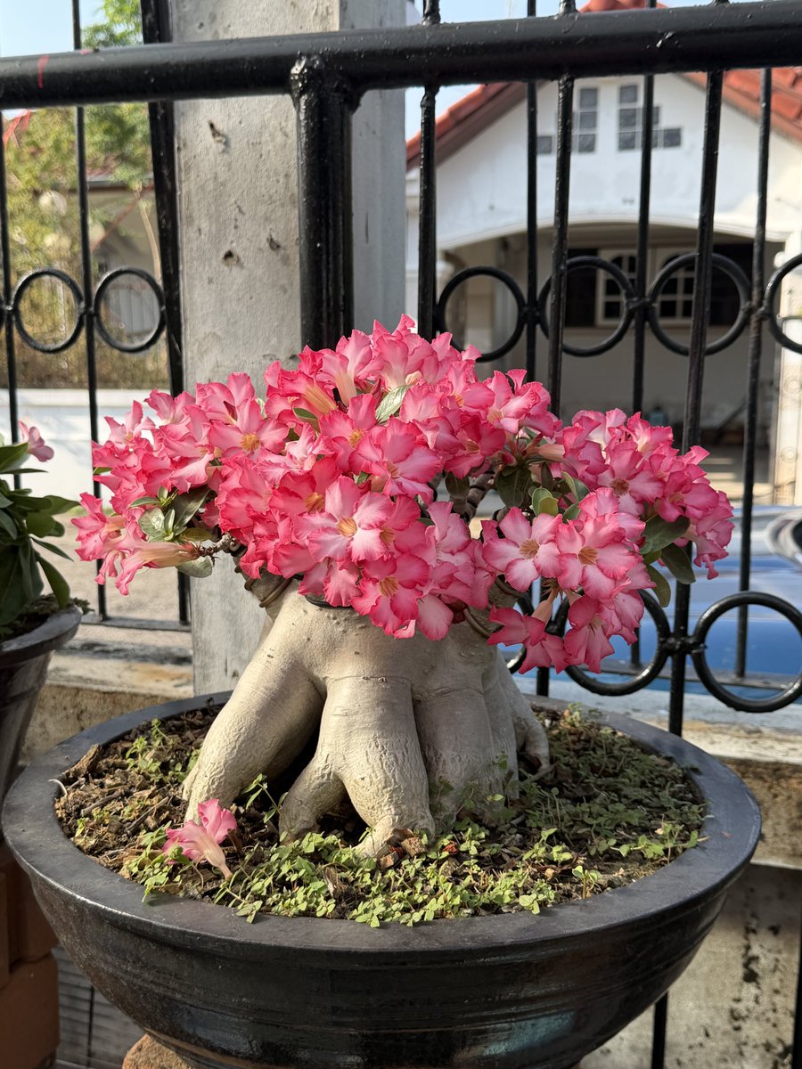 Didthana tweet media