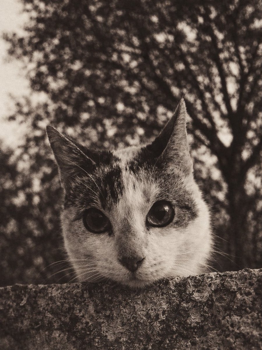 Fernand92542445's tweet image. Happy New Week Everyone🐱
.
.
#photography 
#CatLovers 
#CatsAreFamily 
#streetphotography 
#urbanphotography