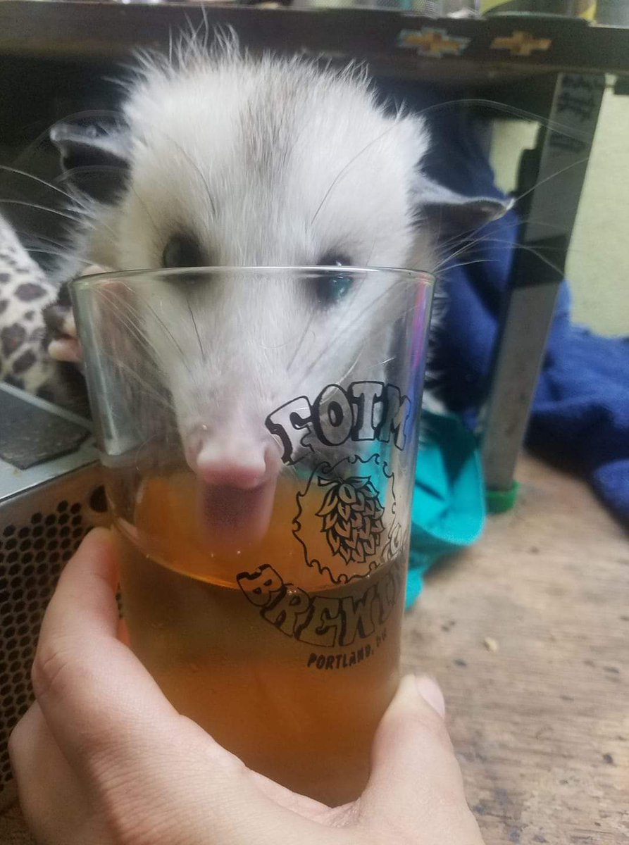 Possum_Daily tweet media