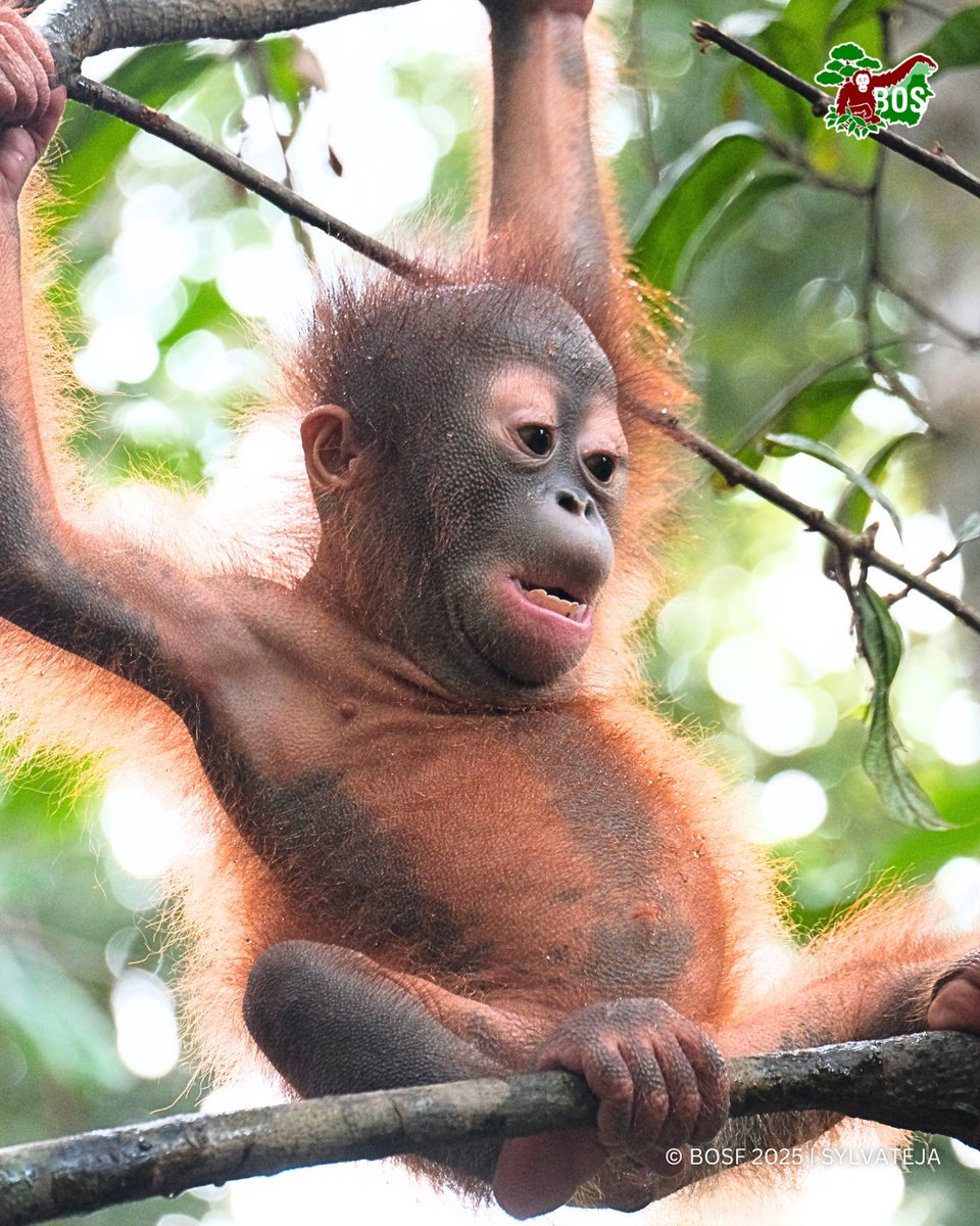 Orangutan Outreach 🦧❤️🌳 tweet media