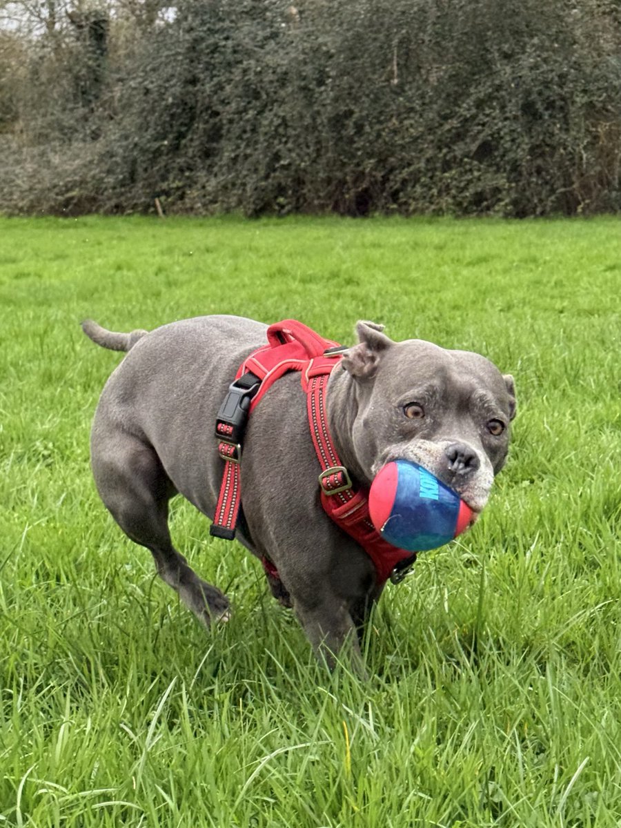 IsaMary2021's tweet image. Just a girl and her ball ❤️❤️
#IsaMary #CuteDogs #MondayFunDay