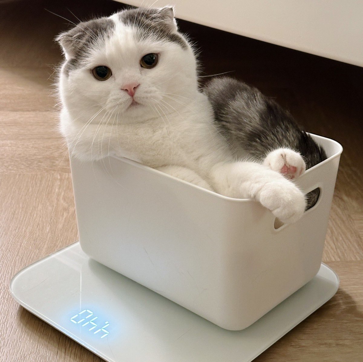 พิโก๋อึ้ง!!! หนักกล่องป้ะแม่