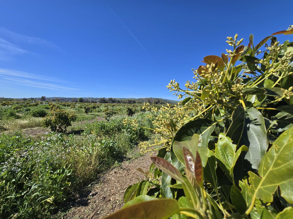 Chris Sayer 🥑 tweet media