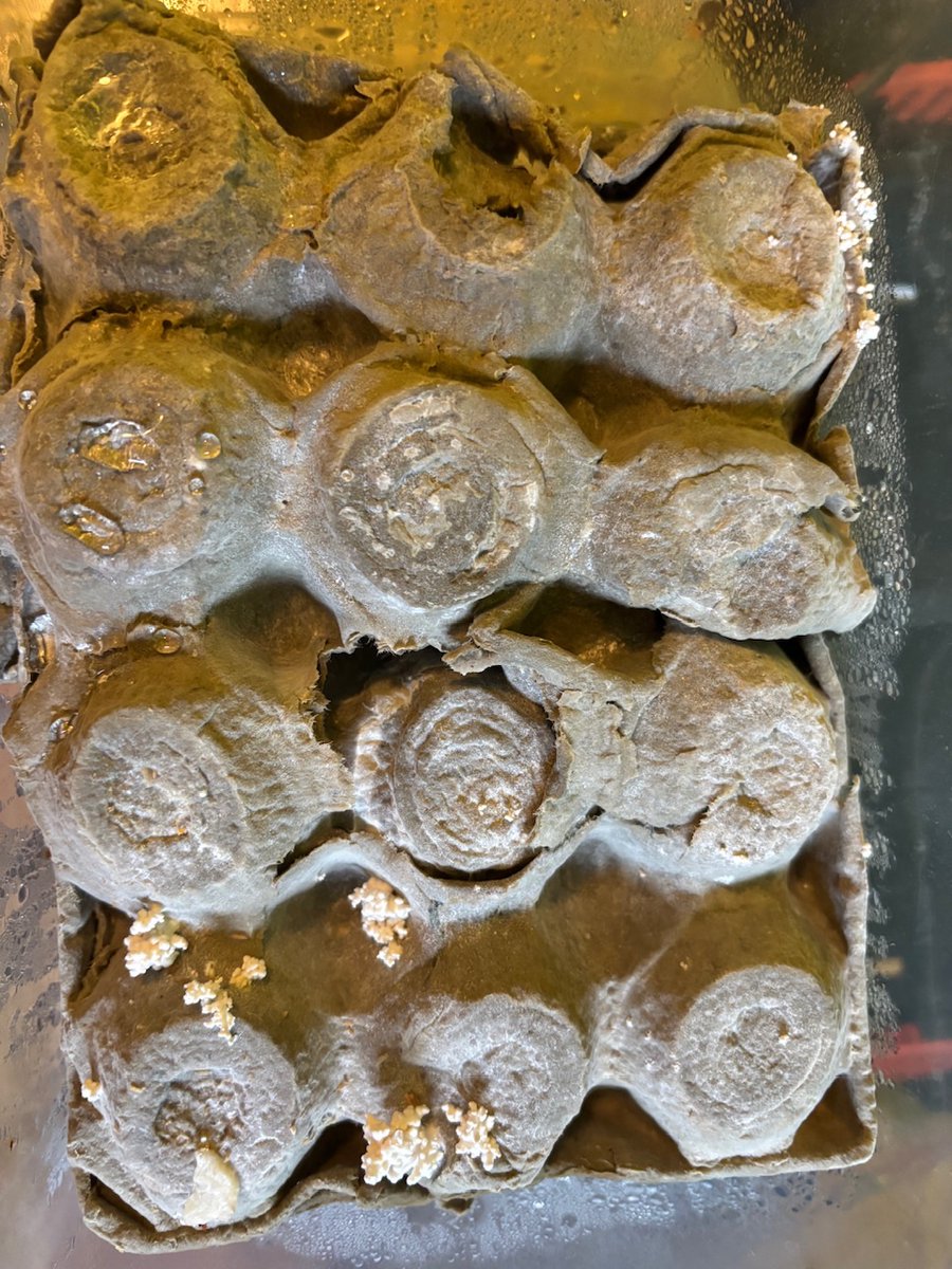 Todor Stojanovski tweet media