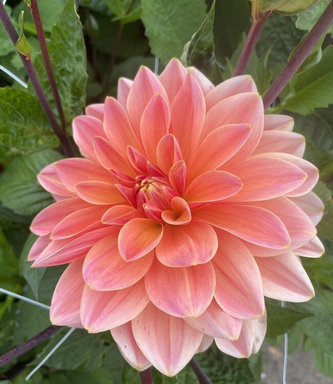 Yusoff Kim tweet media