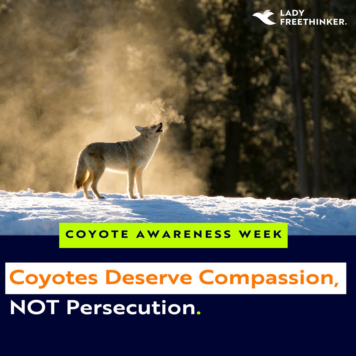 Lady Freethinker tweet media