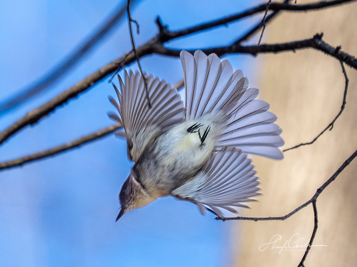 Sheryl Checkman tweet media