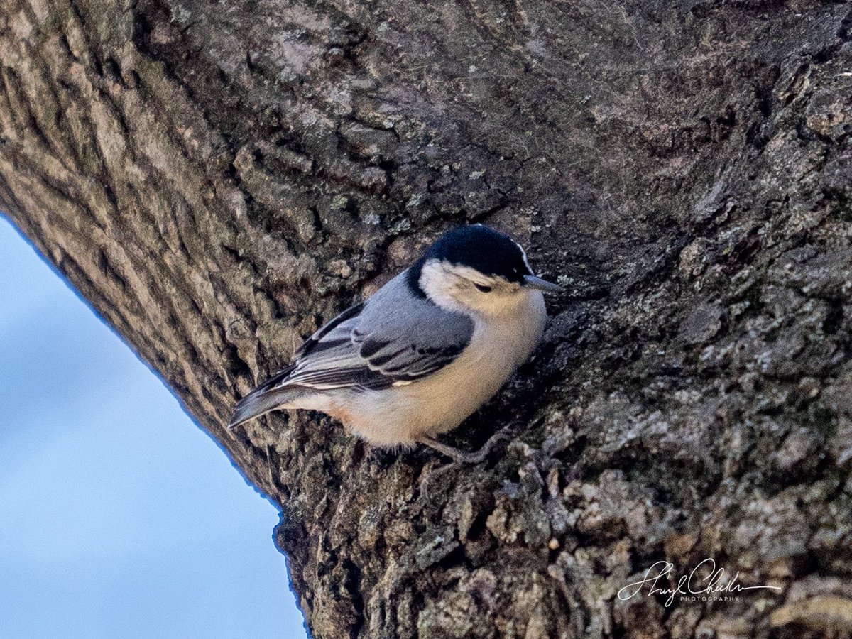 Sheryl Checkman tweet media