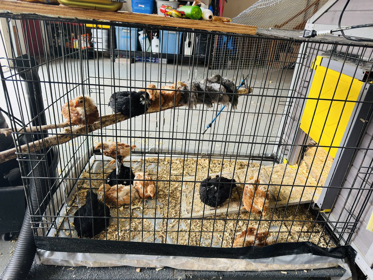 BitDog Mining Co tweet media