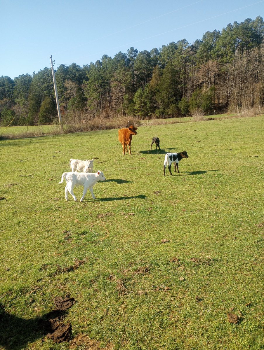 Here's some cute calves. Did you know this week embarks on National Agriculture Week. We think of Agriculture as the food we eat, but it is so much more. Agriculture not only deals with food but our clothes and in many cases even the houses we live in. It is how we manage our