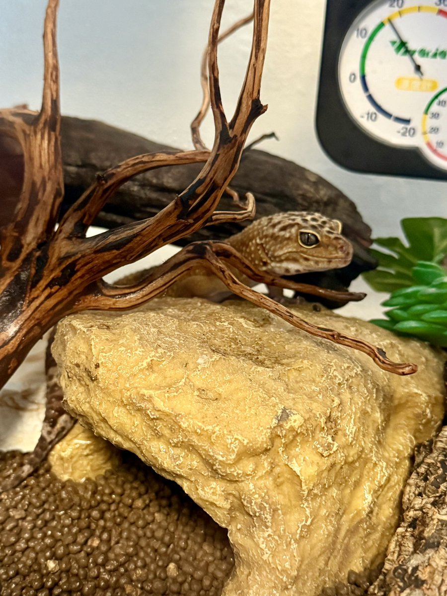 顔芸 / Kaogei🐺 tweet media