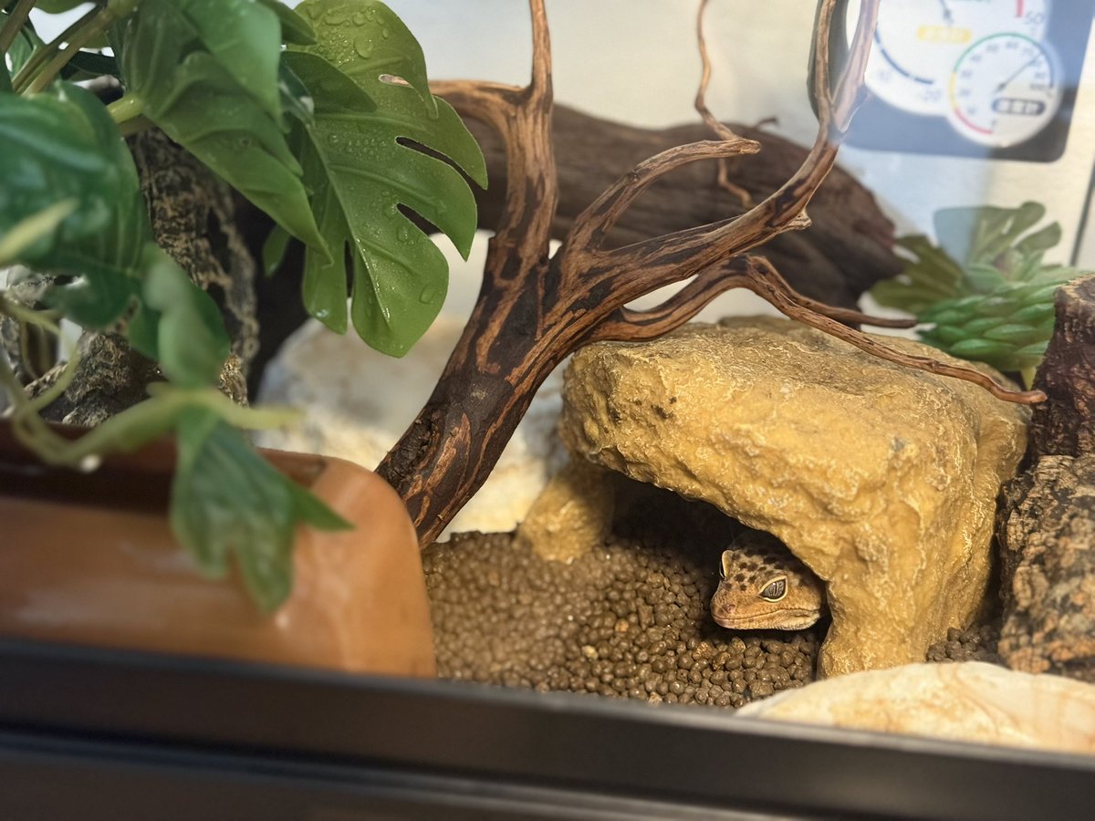 顔芸 / Kaogei🐺 tweet media