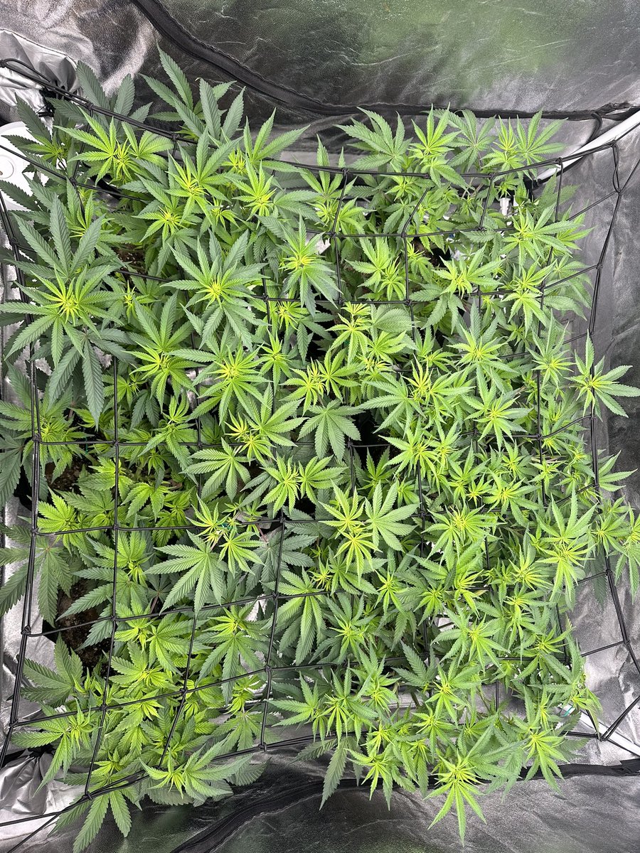 Something so satisfying about a full canopy in early veg. All of these are from different grows 🙏