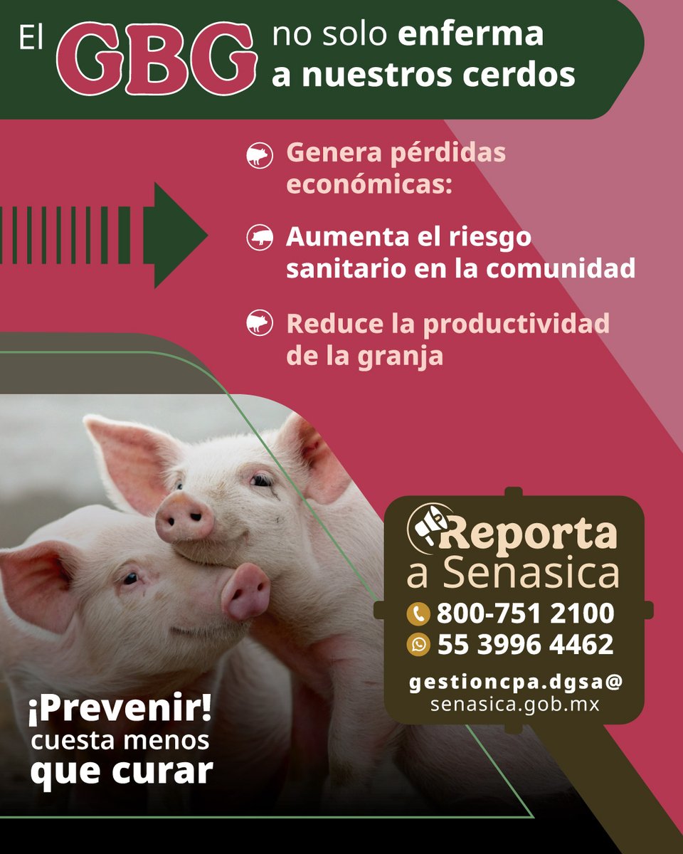 Senasica tweet media