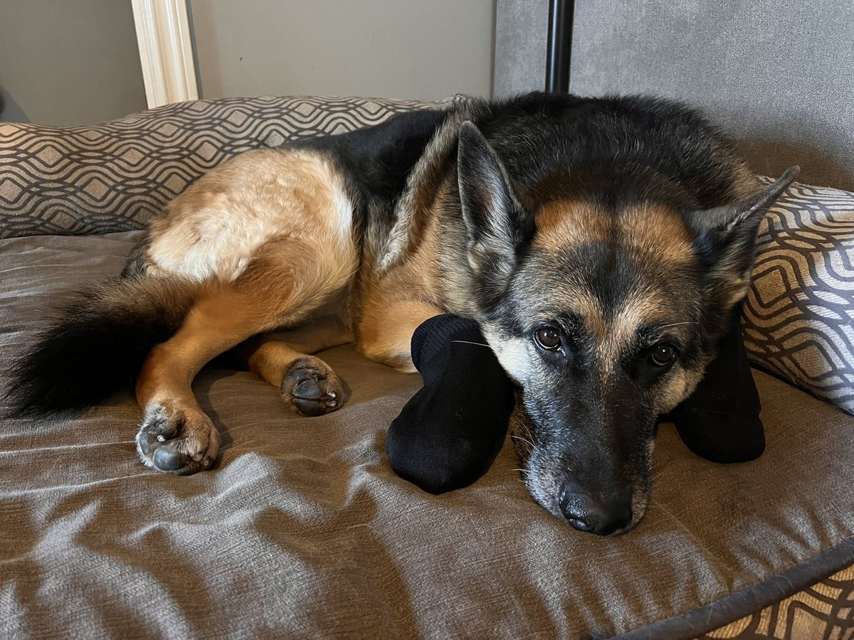 Cde3LadyD tweet media