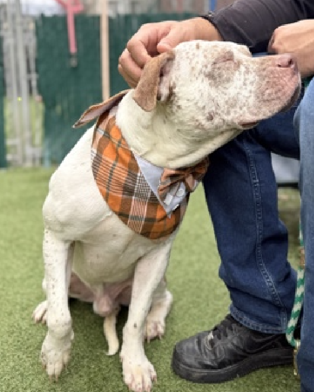 NMBewitched's tweet photo. Oh my...
I was taught freckles are kisses from Angels😇💋
Our boy, Pebbles is adored💝
Seen here w/ my favorite handler #MACC
Dreaming of a furever home🍀
Here we go: There are #CattleDogs & then all other dogs
If you are looking for a faithful, smart, loving companion who can be shy but thrives w/ security & a safe home
#AdoptMe
https://t.co/1lvlJPlbGX