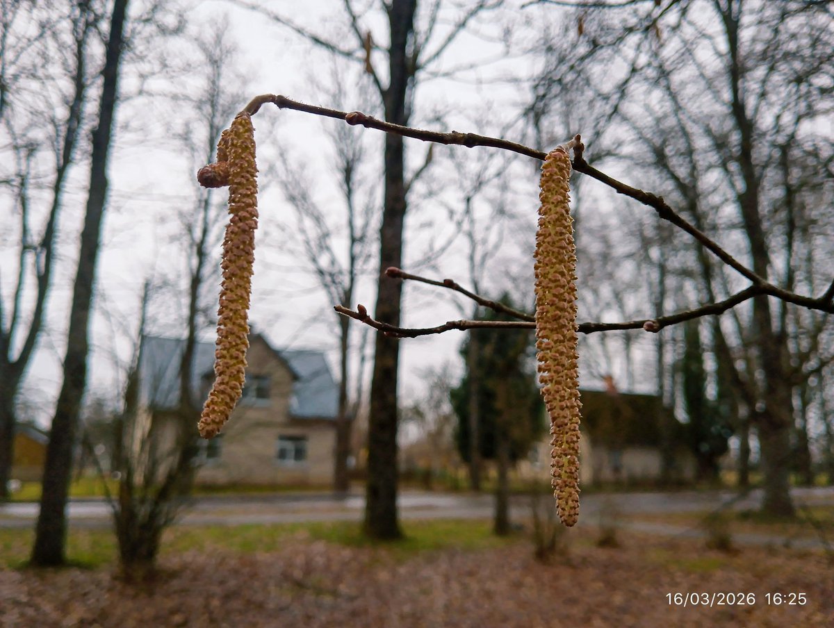 LatvianNature's tweet photo. Lai gan Rūjienā laukā ir tikai +5 grādi, sāk ziedēt pļavas zeltstarīte, Ievām sāk plaukt lapas, zied lazdas.
#pavasaris #spring #nature #daba #naturephotography #marts #marts2026 https://t.co/bsRNzcnYJU