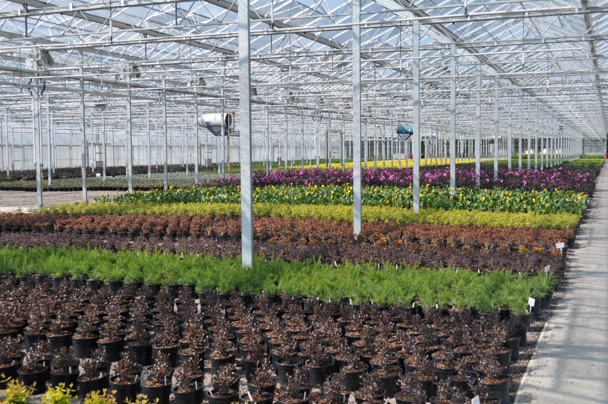 WyevaleNurs's tweet photo. 🌱 We always have NEW PLANTS growing on at the nursery! If you’re looking for something different for 2026, we’d love to help. Get in touch to discover what’s coming on and what could be perfect for your ranges. Get int touch: 01432 845200 or enquiries@wyevale-nurseries.co.uk https://t.co/0B1m6fEjFH