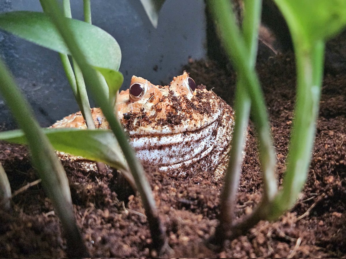 ⚠️ HAZARD-12 ⚠️ tweet media