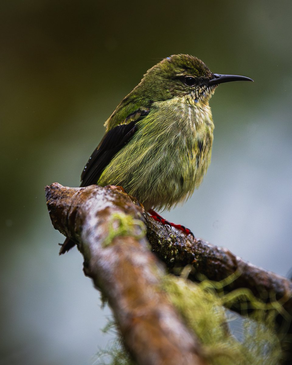 J. P. Monge S. tweet media