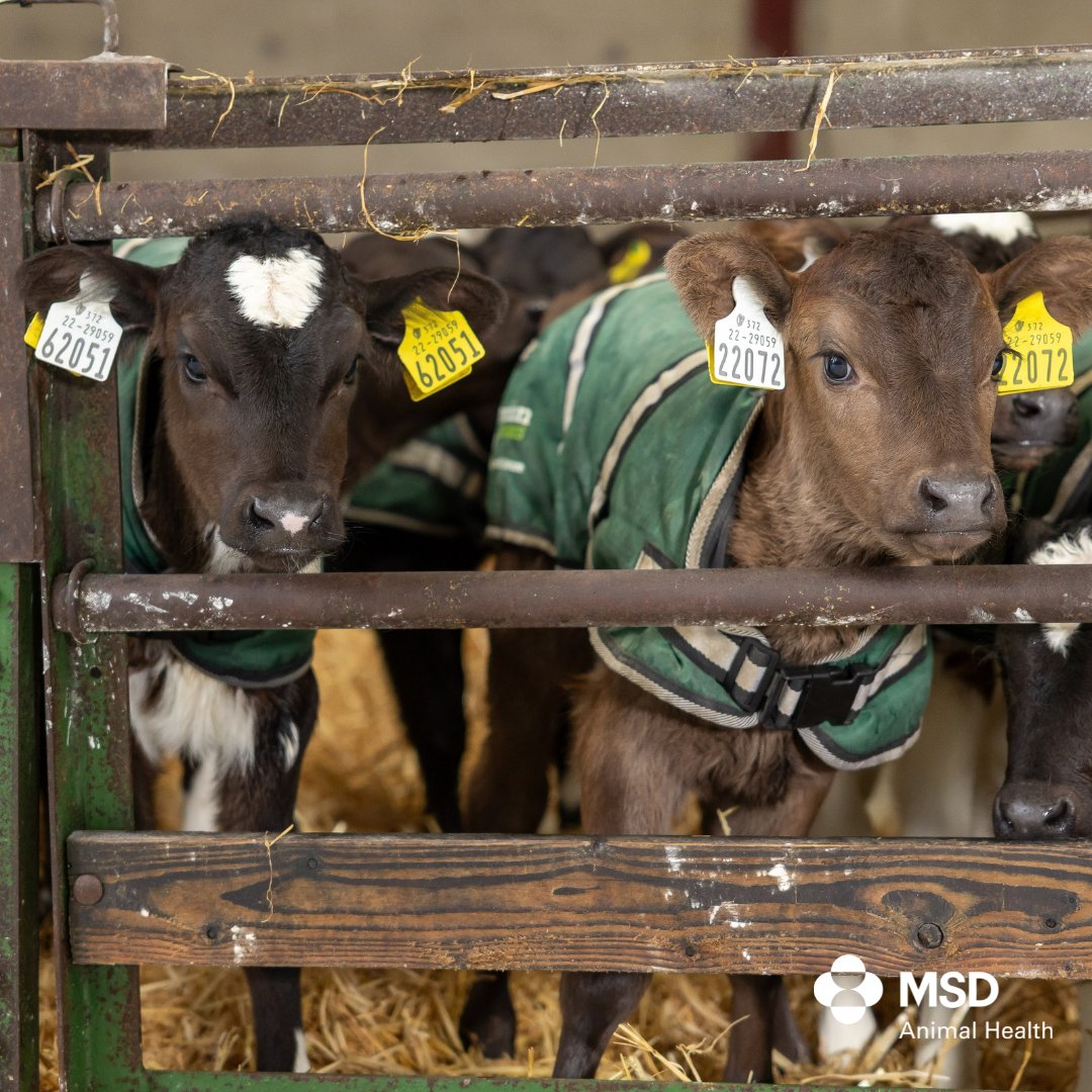 MSD Animal Health - Livestock tweet media