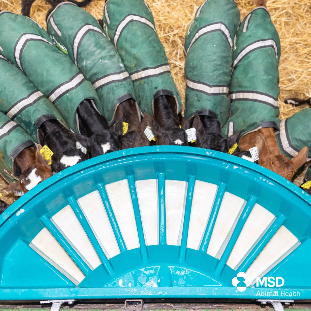 MSD Animal Health - Livestock tweet media