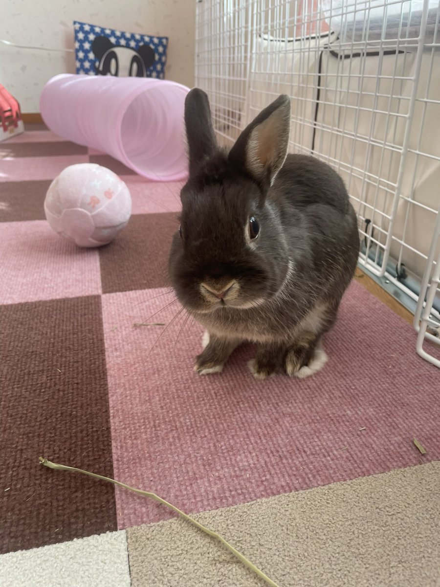 ほほえみり tweet media