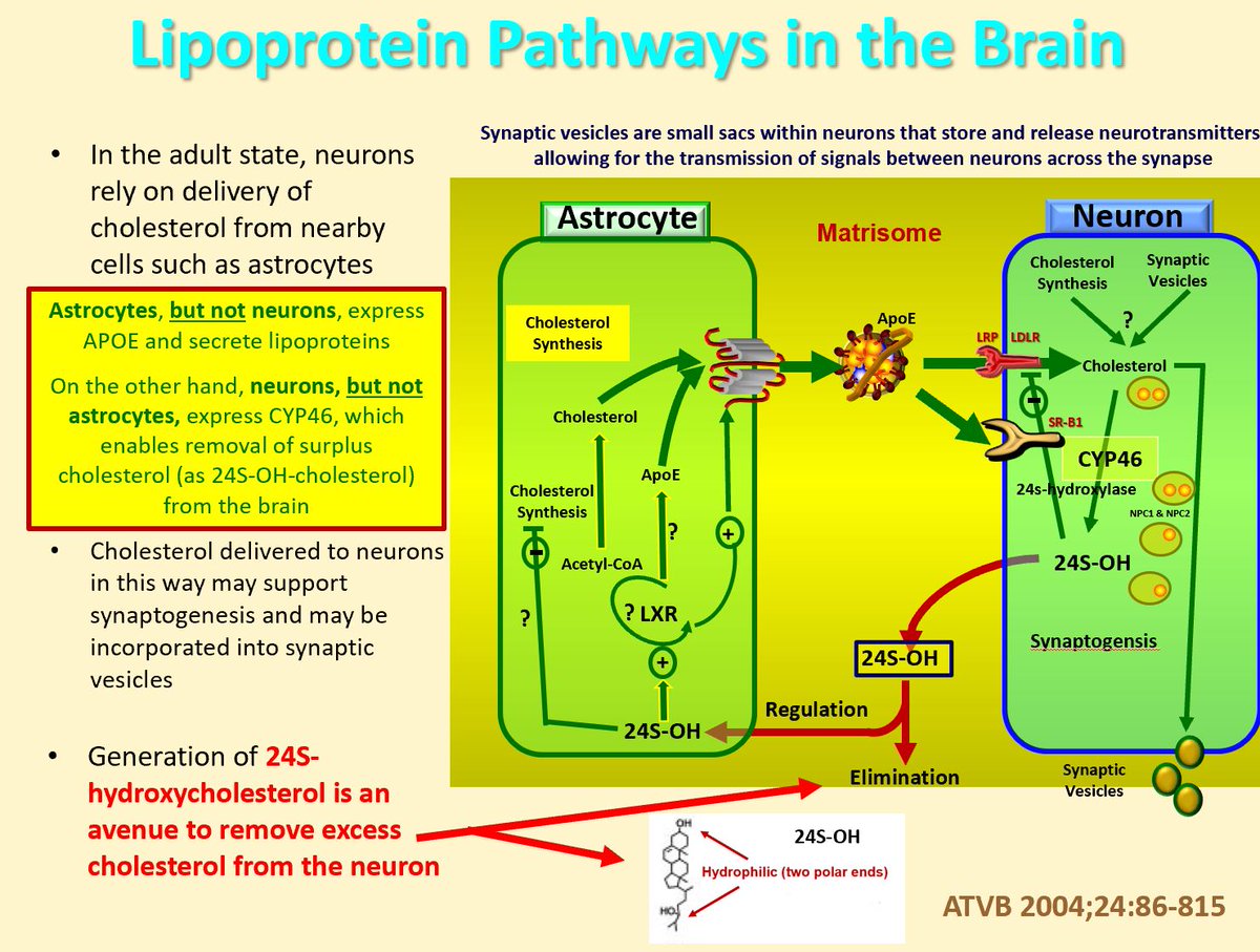 Drlipid's tweet image. Brain Awareness Week is celebrated annually in the third week of March globally. Here is a reminder that cholesterol homeostasis is critical to brain health @nationallipid @society_eas @ASPCardio @escardio @atherosociety @FamilyHeartFdn #cholesterol #dementia