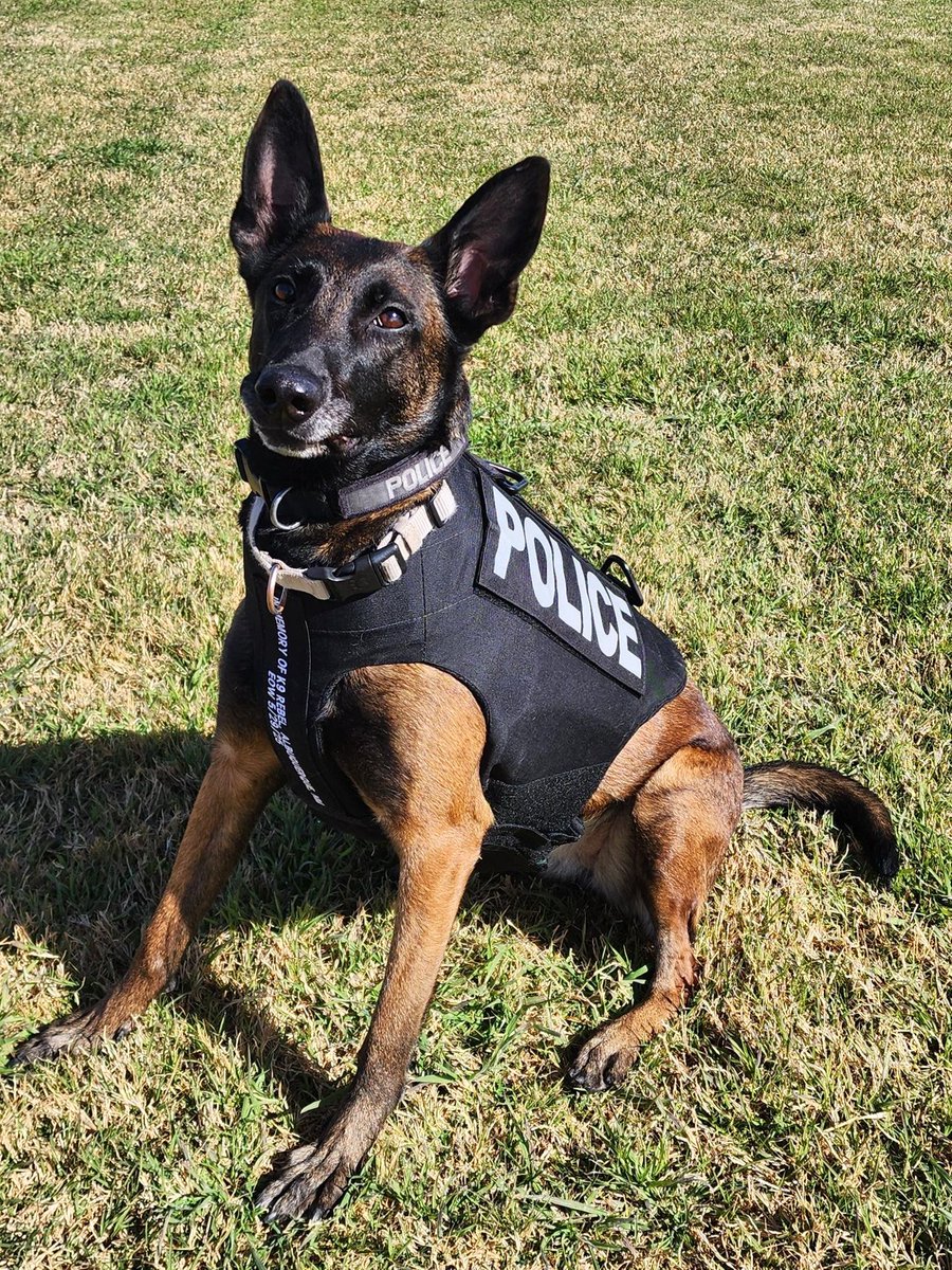 VIK9s's tweet photo. K9 Mika of Alamogordo PD, NM has received a protective vest donated by Vested Interest in K9s, Inc. 🐾🦺 Help protect the next K9 hero → https://t.co/LHqww1VutD
#K9Vest #VestedK9 #ProtectedK9 #K9ProtectiveGear #VIK9s #VestedInterestInK9s #SupportVestedInterestInK9s https://t.co/7w4kCXzUBd