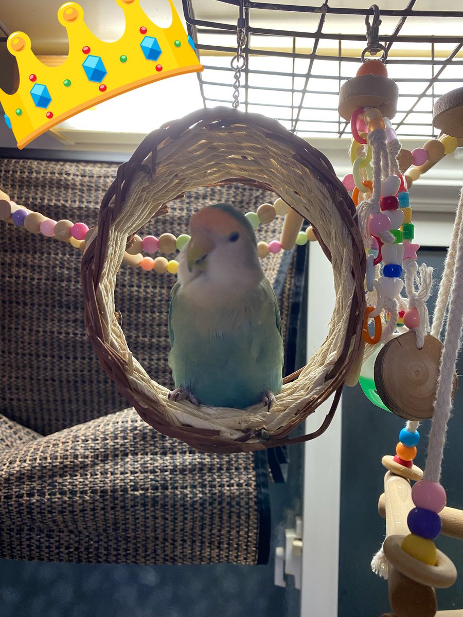 12歳になったオトコ。
昔はヤンチャだったのに今ではすっかり見守る側に…。大人になったんだなぁっと実感してます。
これからも宜しくね🙏長生きしようね💕︎改めて…ラブちゃん

- ̗̀ 𝙷𝙰𝙿𝙿𝚈 𝙱𝙸𝚁𝚃𝙷𝙳𝙰𝚈  ̖́-🎂