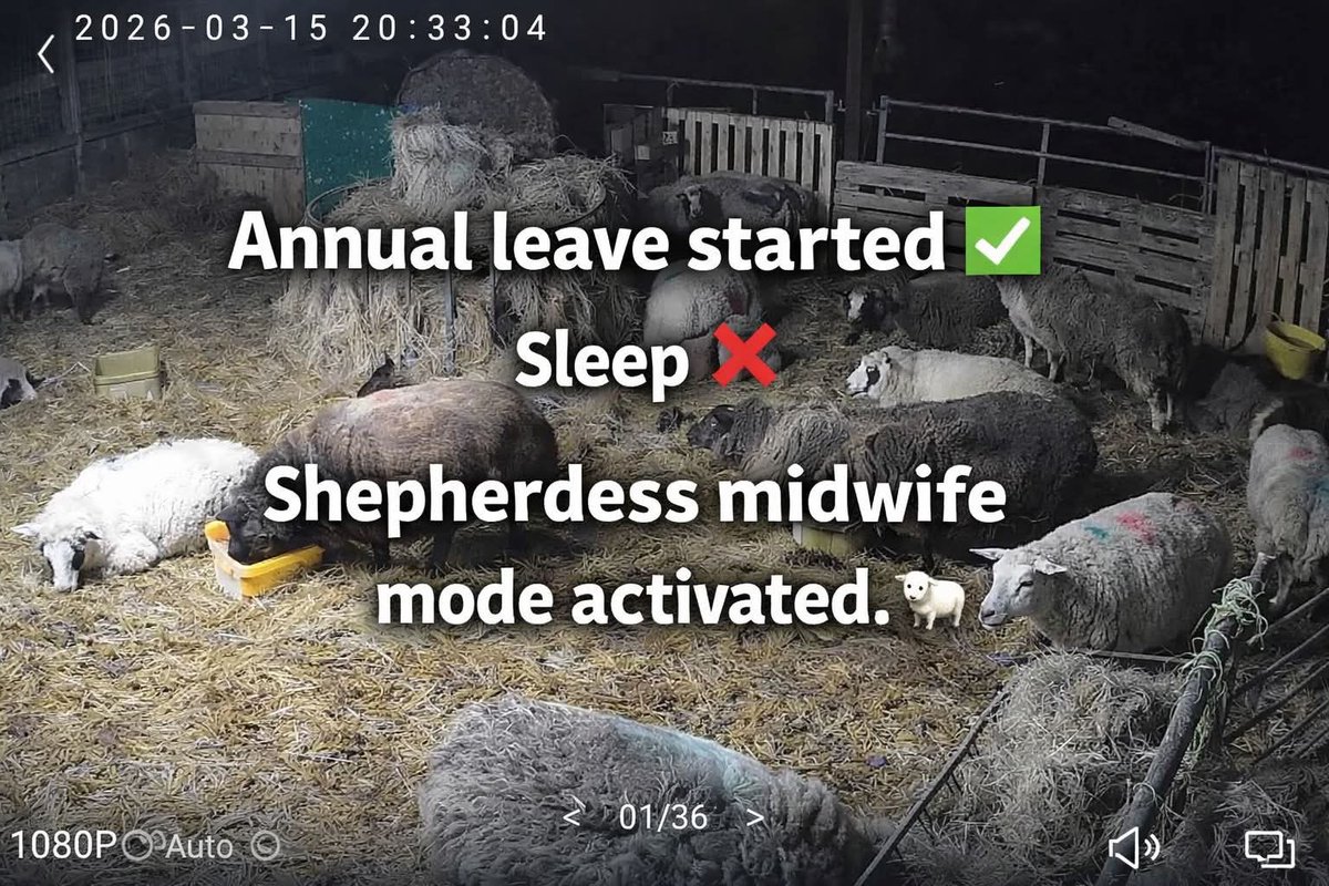 Han__Jos's tweet photo. Late nights. Early mornings. Constant worry.
Farming doesn’t make you rich…
but seeing new life in the fields every spring is a different kind of rich and its worth every minute. 🐑
#sheep #farming #welsh #welshlamb https://t.co/aUH6VcHHG8
