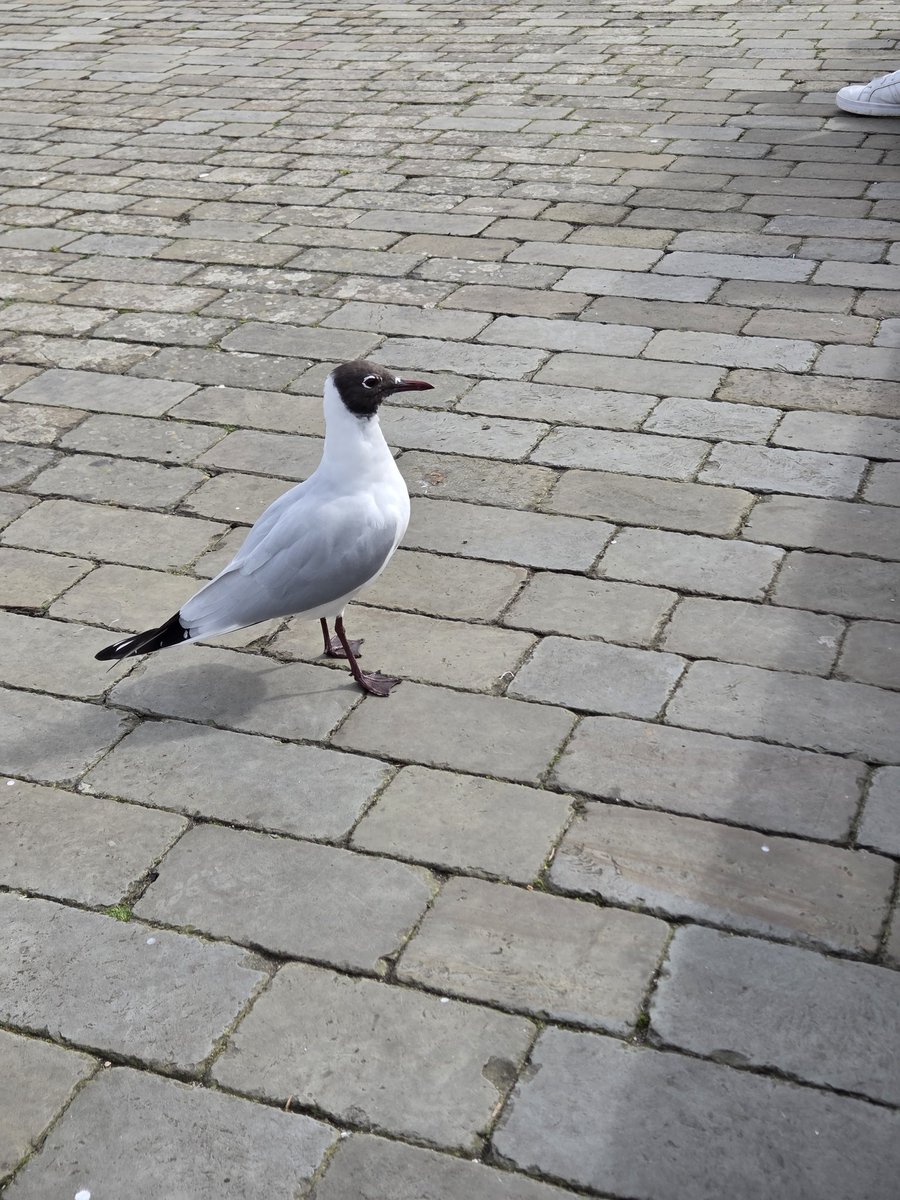 lucynorthstandram tweet media