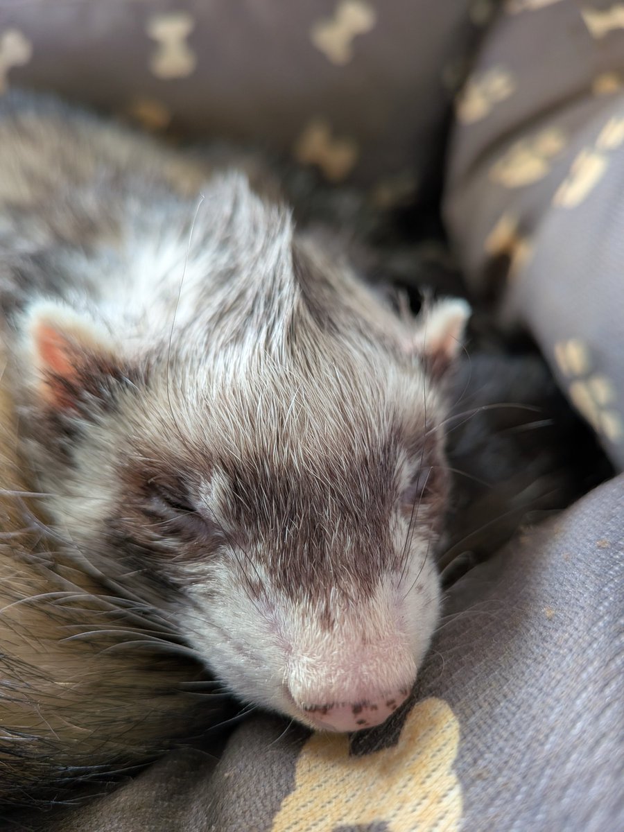 まりも tweet media