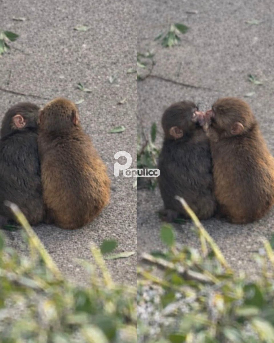 Populicc tweet media