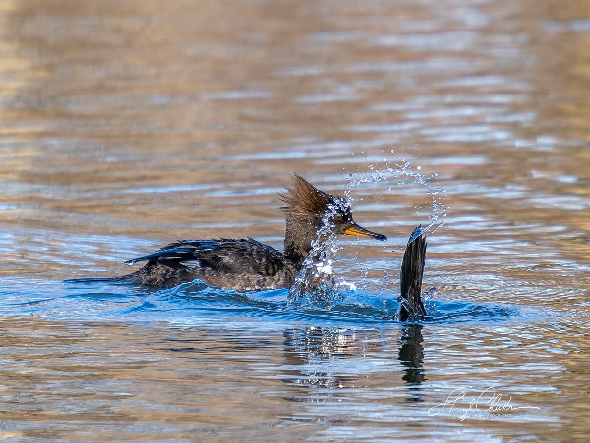 Sheryl Checkman tweet media