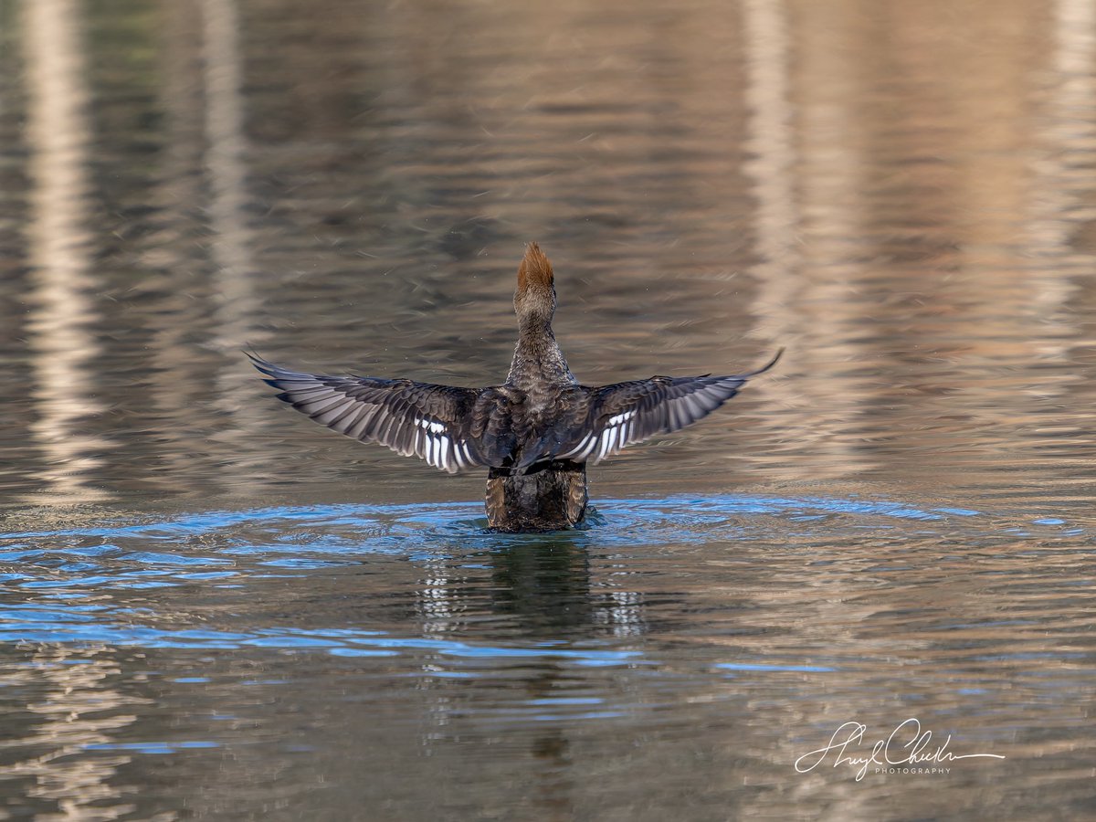 Sheryl Checkman tweet media