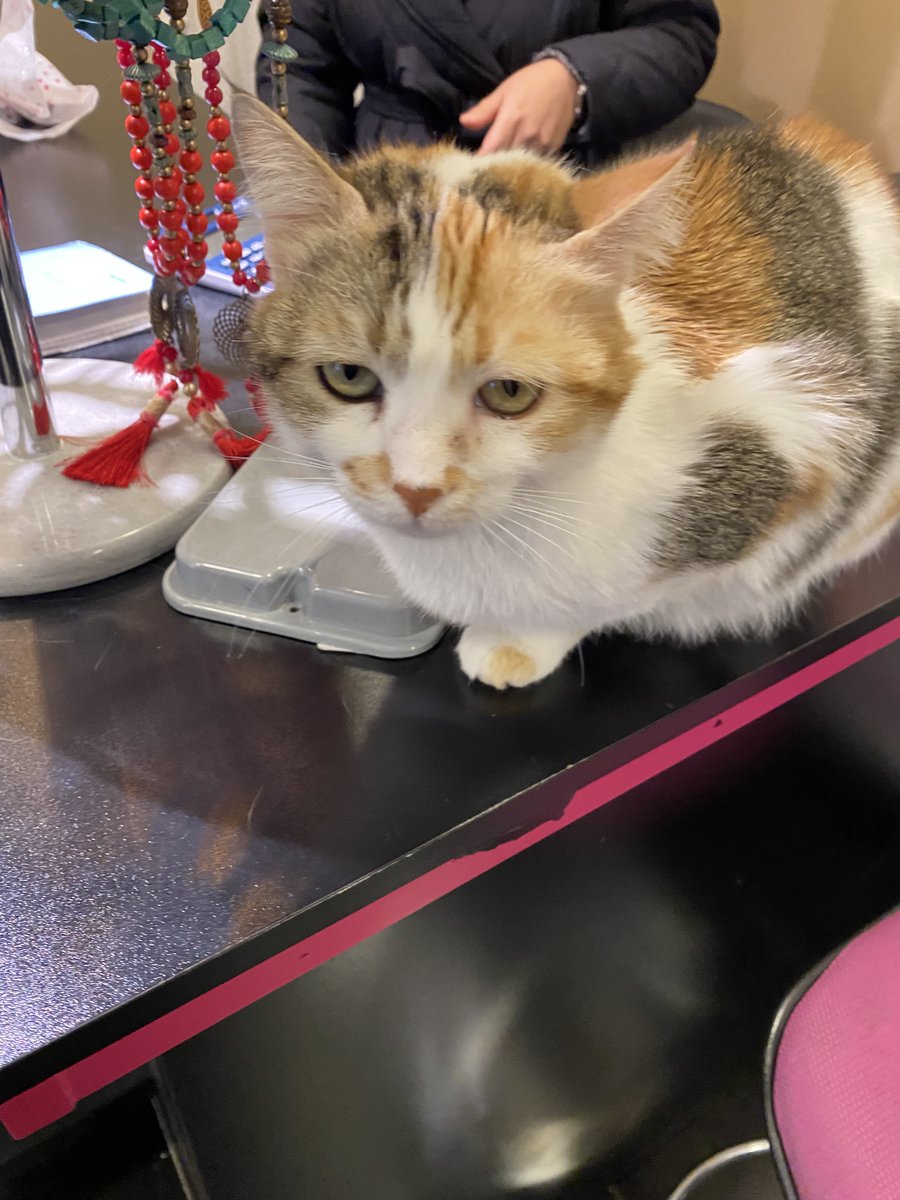 Volley Geek tweet media