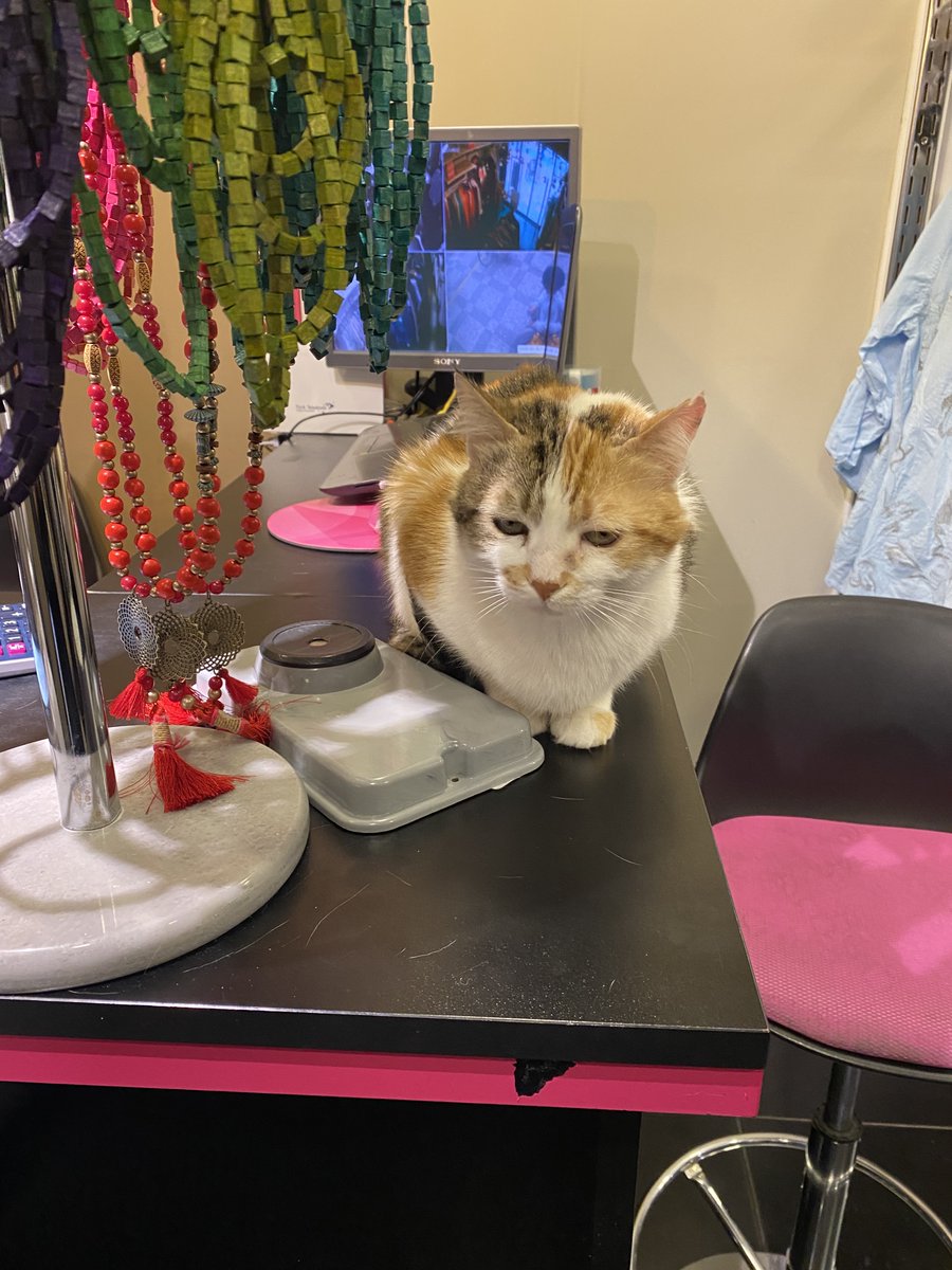 Volley Geek tweet media