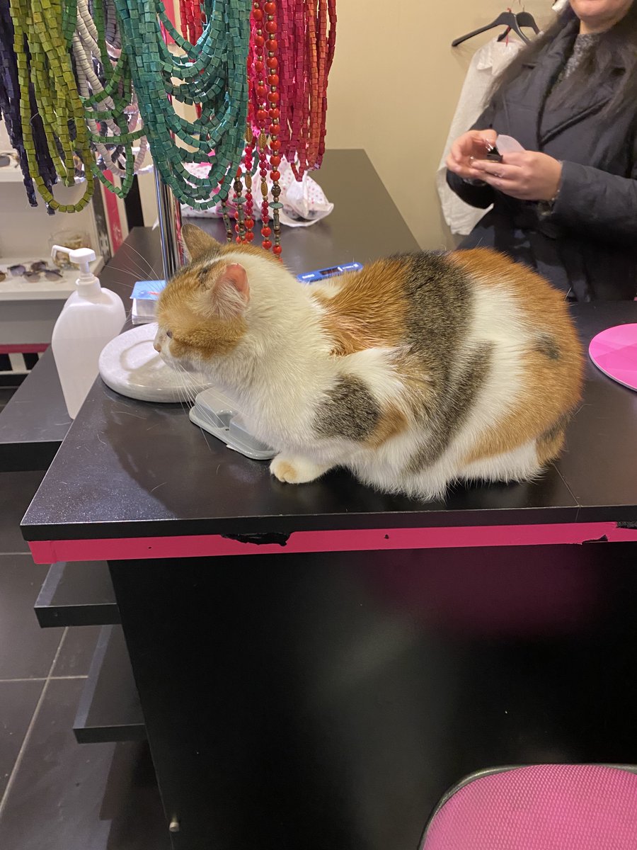 Volley Geek tweet media