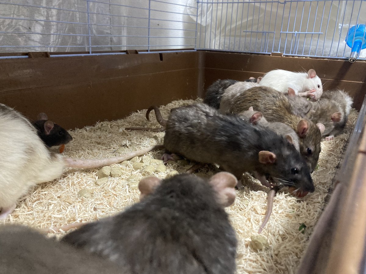 くりす tweet media