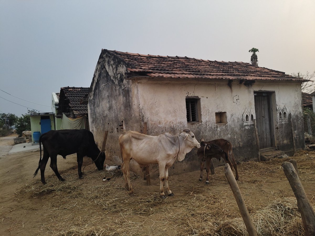 SangaSai7's tweet image. My name is Sanga Sai. My family has raised cows for 45 years. Due to serious financial problems we may have to sell our 7 cows. They are like family to us.
If anyone can help 🙏
UPI: 7675838417
Name: Sanga Sai
#HelpFarmer #SaveCows @PetaIndia @ril_foundation @anandmahindra