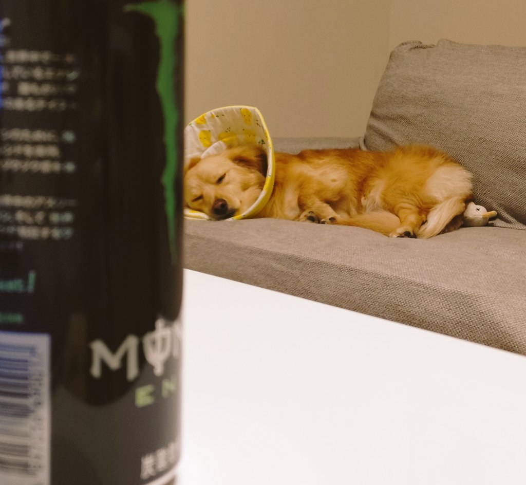 おキャノ坊🤪 tweet media