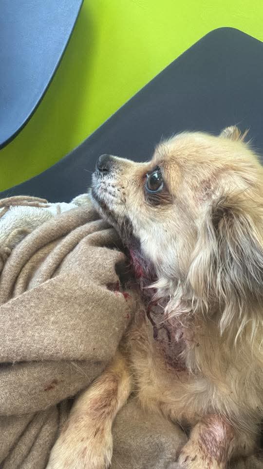 Missing Pets GB tweet media