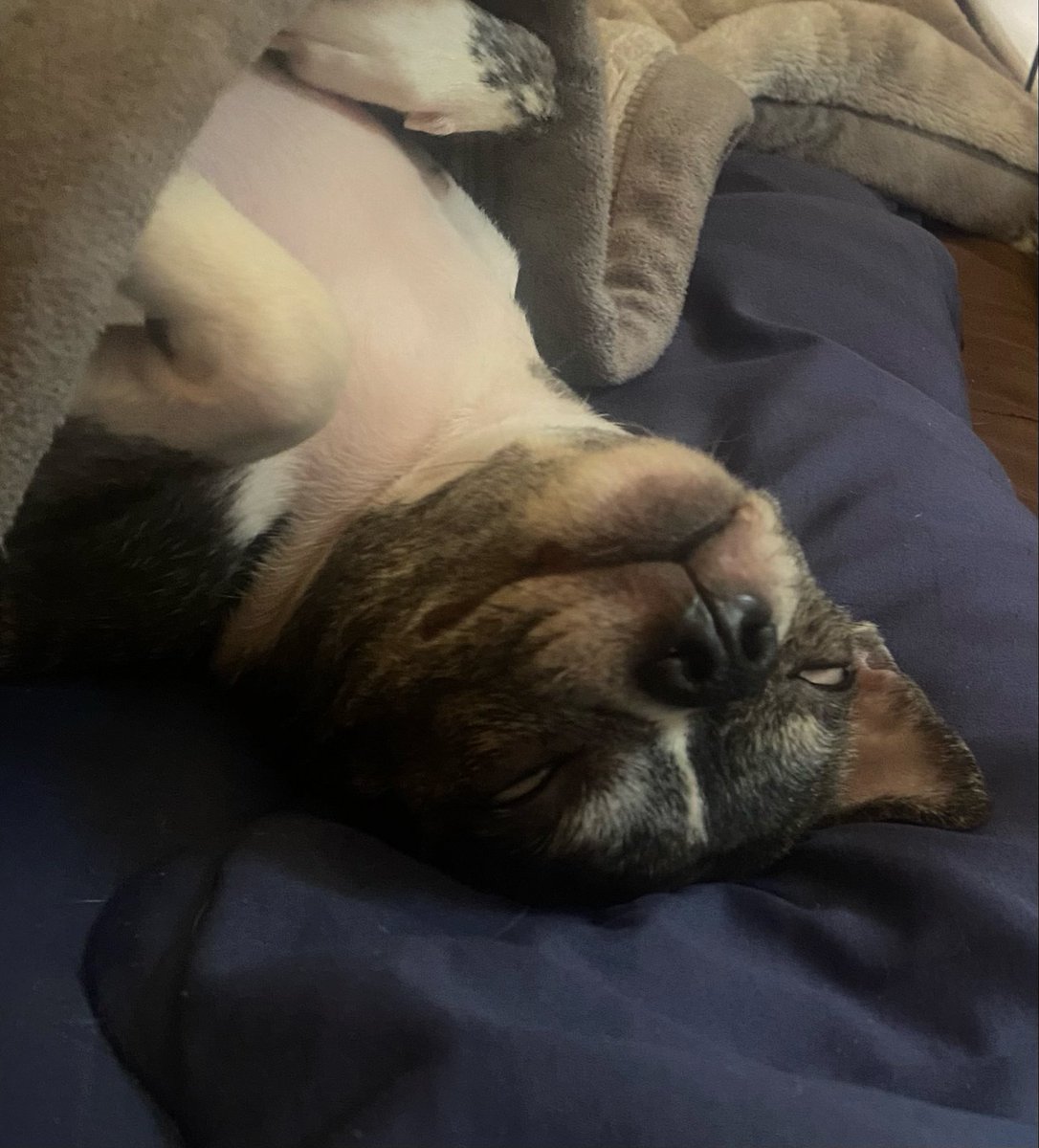 109ich's tweet photo. #チワトンテリア 
犬と暮らすということ https://t.co/prLwI9y7oy