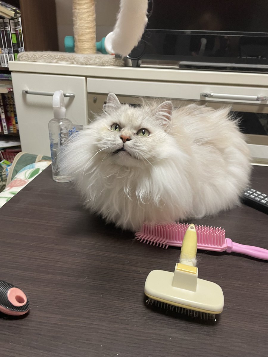 おちゃむ tweet media